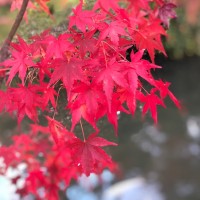 京都 たけでん奥様旅行_181115_0011