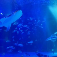 社員旅行　水族館決S__10100863