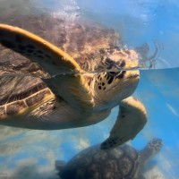 社員旅行　水族館ｶﾒ決S__10100872