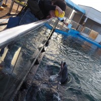 社員旅行　水族館④えさやりS__29605907